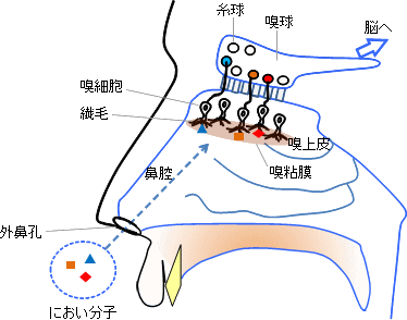 図1. においの伝達経路