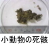 異物同定例:小動物の死骸