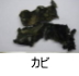 異物同定例:カビ
