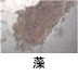 異物同定例:藻