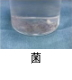 異物同定例:菌