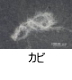 異物同定例:カビ