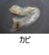 異物同定例:カビ