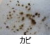 異物同定例:カビ
