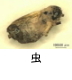 異物同定例:虫