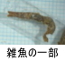 異物同定例:雑魚の一部
